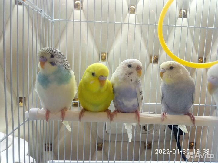 Волнистый попугай редких окрасов