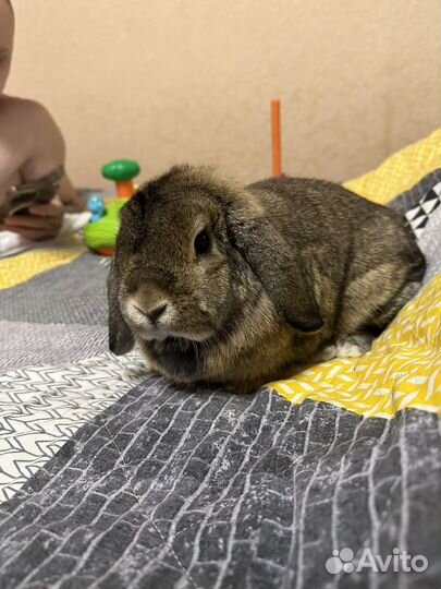 Кролик вислоухий