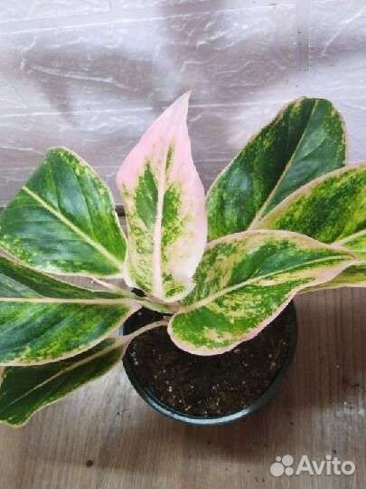 Аглаонема Липстик пинк