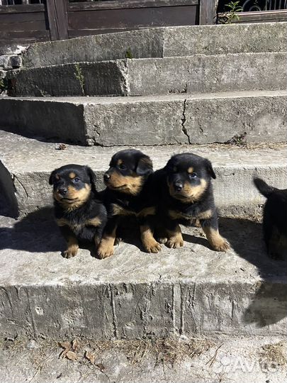 Щенки ротвейлера