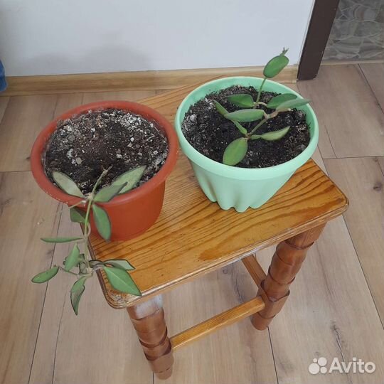 Хойя тсанги