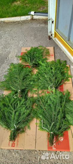 Веники пихтовые для бани