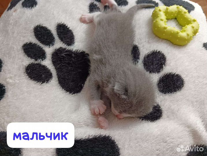 Котята бронь