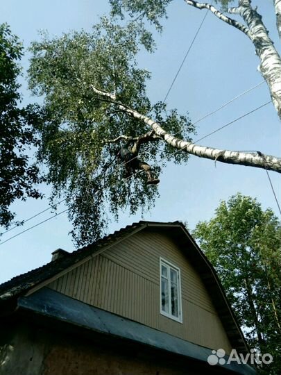 Спил деревьев