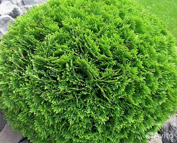 Туя шаровидная 5 видов