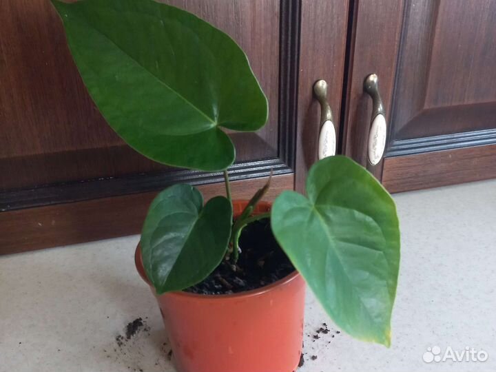 Антуриум блек квин