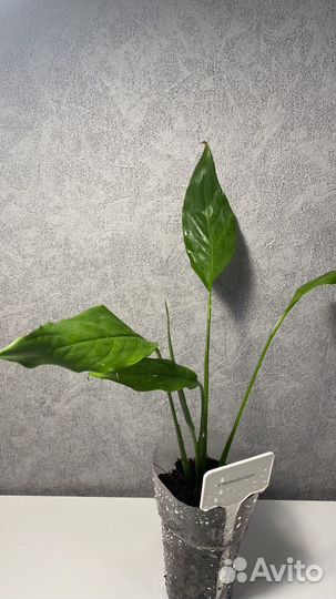 Спатифиллум