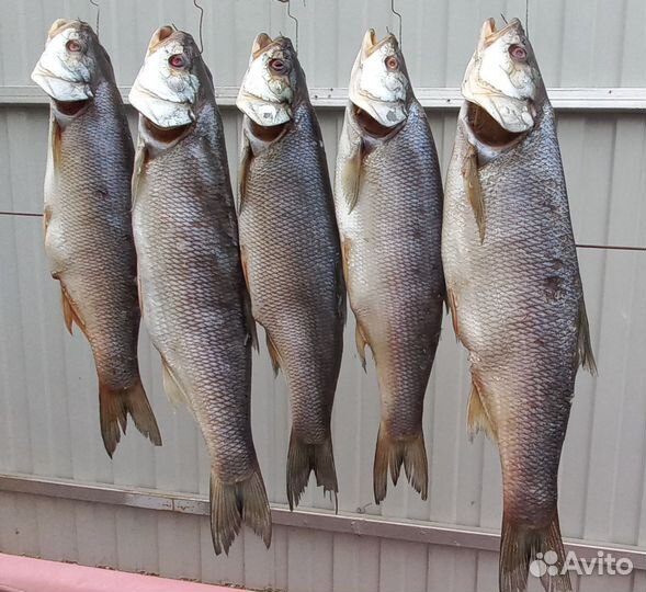 Жерех вяленый