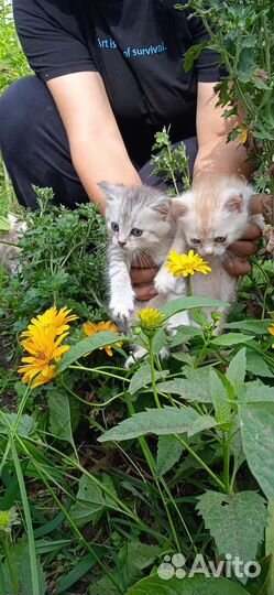 Котята от британки