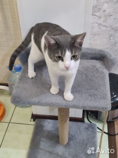 Котик в добрые руки