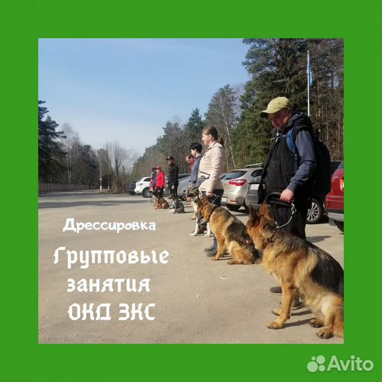 Дрессировка собак