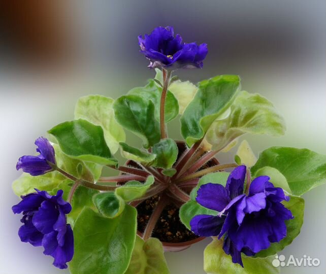 Фиалки сортовые