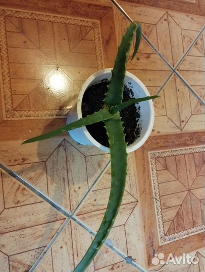 Цикламен европейский, алоэ, бегония тигровая, ирис