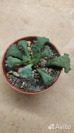 Суккуленты набор садик флорариум