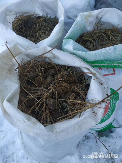 Продается конский навоз