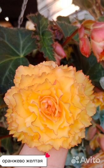 Черенки бегоний немезии