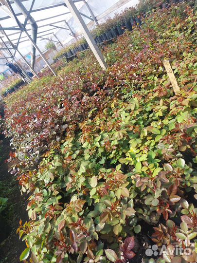 Саженцы роз оптом