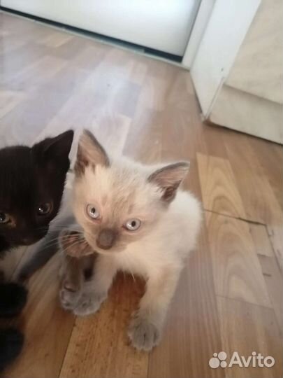 Котята в добрые руки девочки