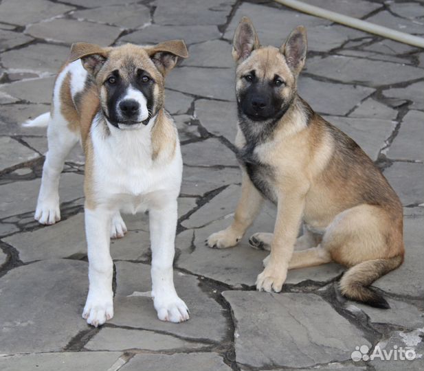 Щенки американской акиты