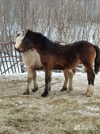 Продам жеребят