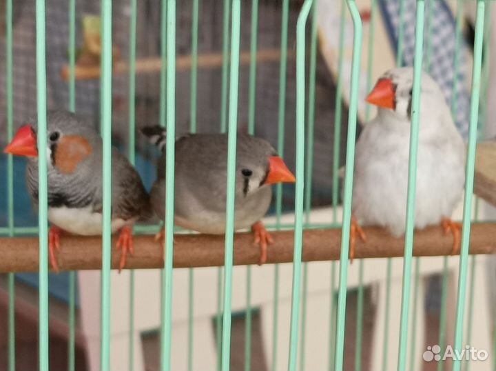 Зебровые амадины