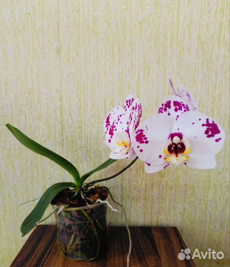 Орхидея фаленопсис