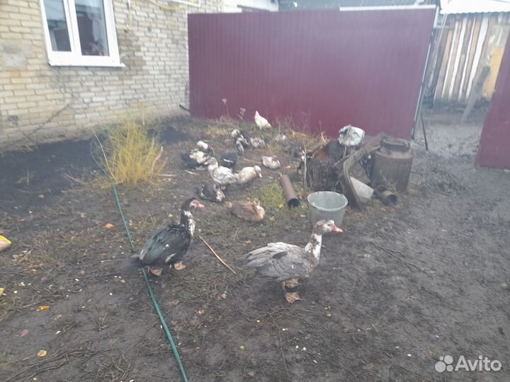 Мускусные утки