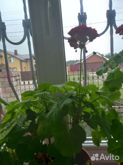Пеларгония герань