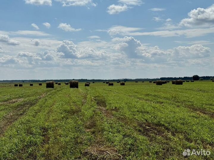 Сено суданка в рулонах