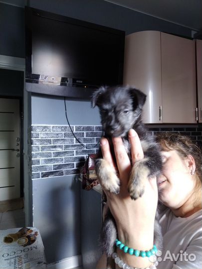 Очаровательные щенки