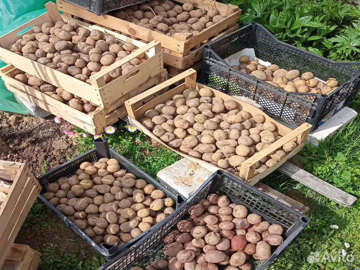 Семенной картофель