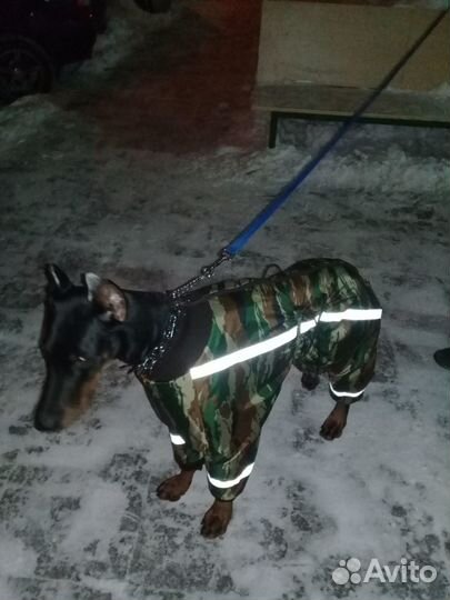 Пошив одежды для собак и кошек