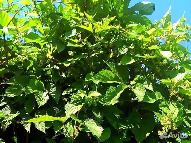 Хмель (вьюн)