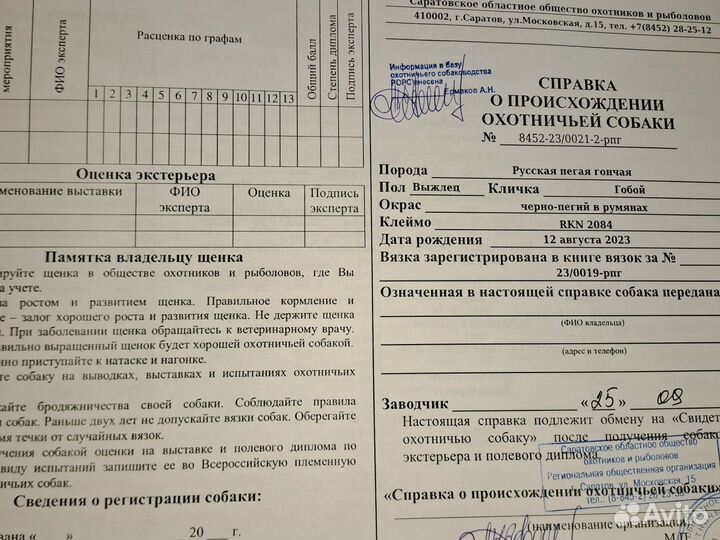 Русская пегая гончая