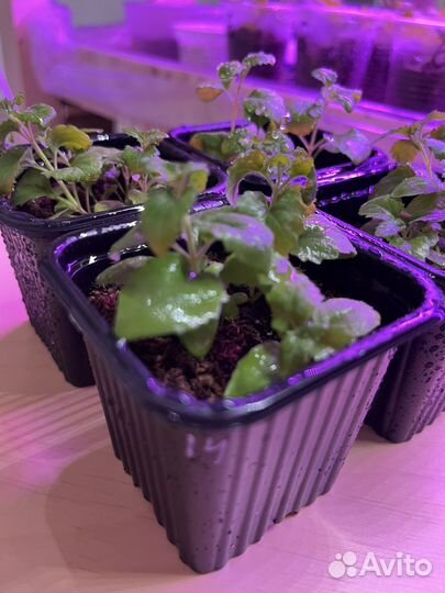 Рассада бакопы