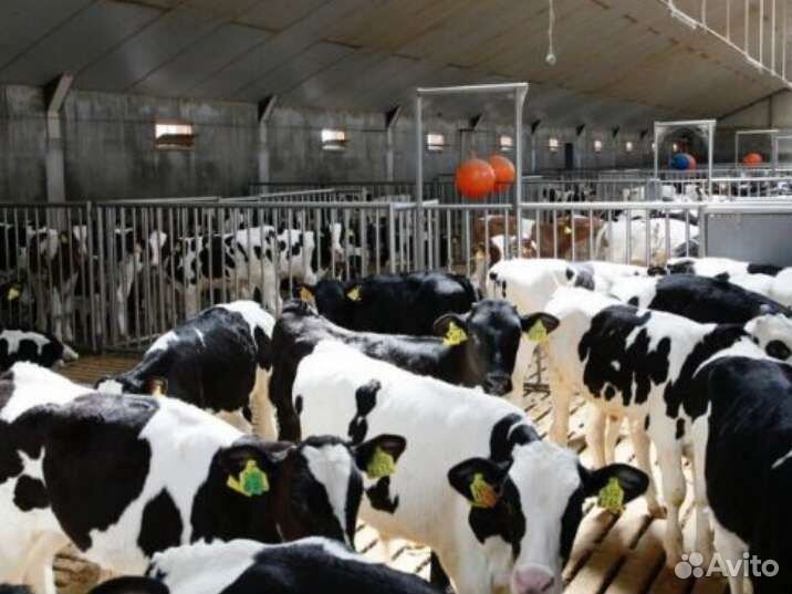 Бычки телята