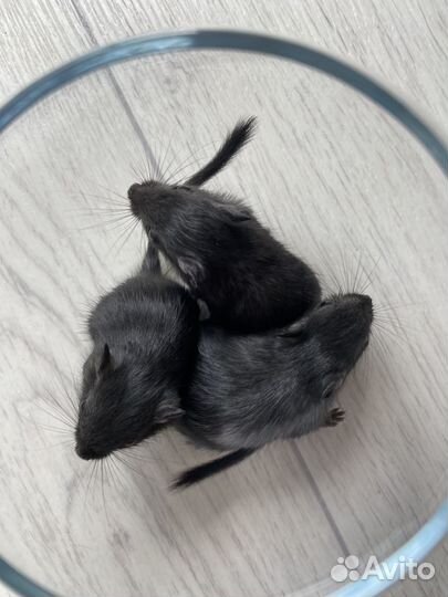 Монгольская песчанка