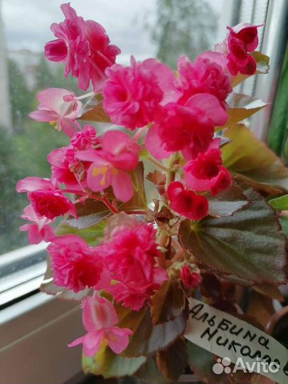 Бегонии, Каланхое махровая, Кампанулла жених махр