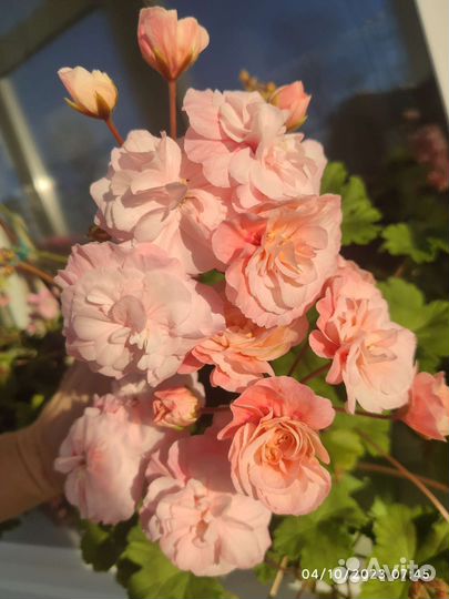 Срез пеларгонии Леона Галактика