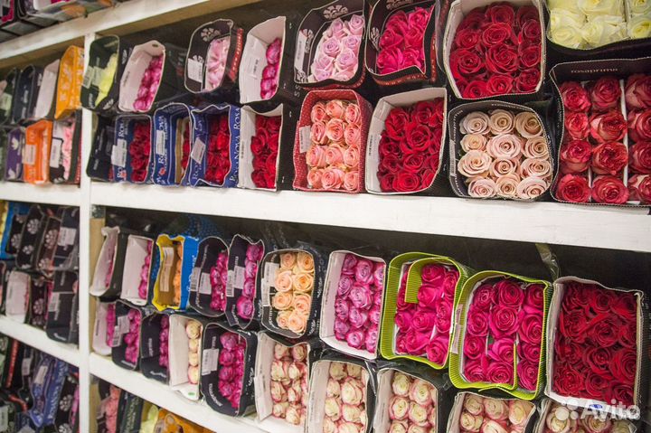 Эквадорская, Кенийская роза опт