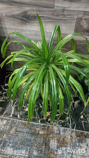 Пальма панданус