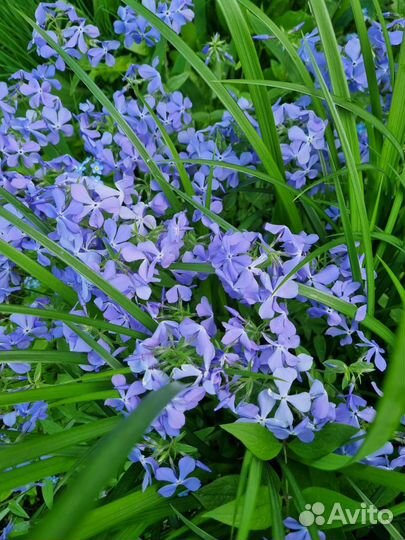 Флокс растопыренный