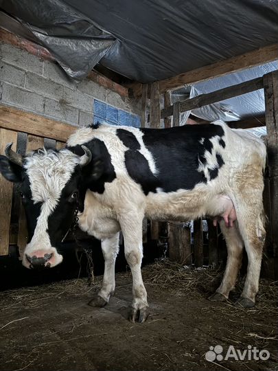 Коровы и телки