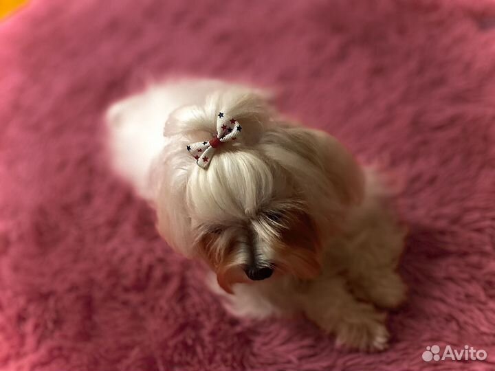 Мальтезе вязка, девочка