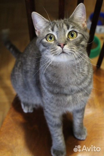 Замечательный котик Веня