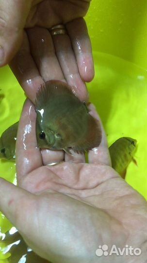 Дискусы Ред Ковер