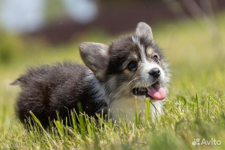 Вельш-корги пемброк