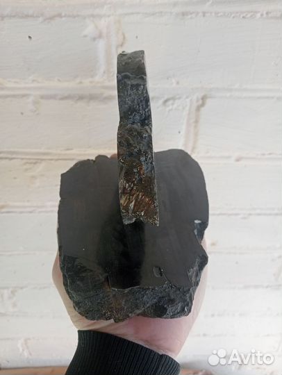 Спил аммонита на окаменелом дереве