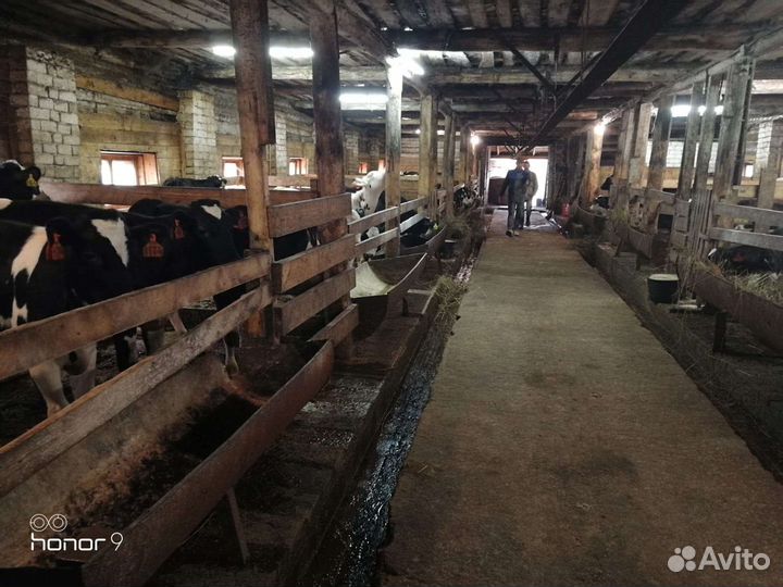 Бычки с доставкой