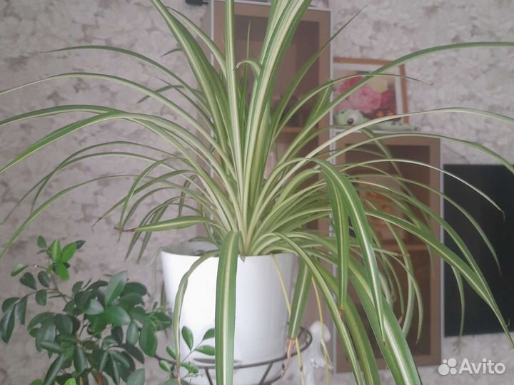 Хлорофитум